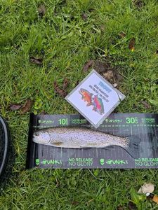 Rainbow Trout