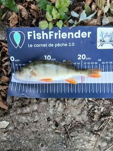 European Perch