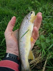 Brown Trout