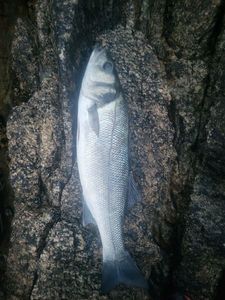 European Bass (Seabass)