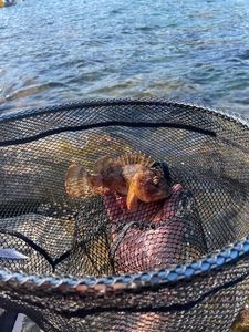 Brown Scorpionfish