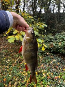 European Perch