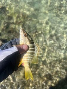 Yellow Snapper