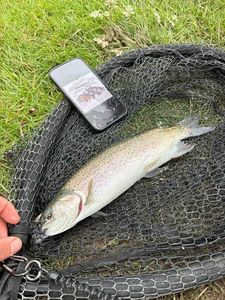 Rainbow Trout