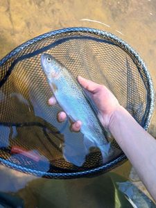 Rainbow Trout