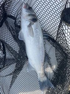 European Bass (Seabass)