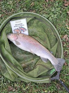 Rainbow Trout