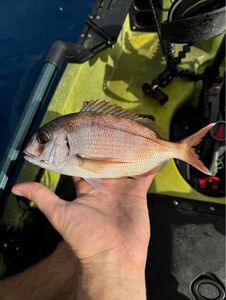 Red Porgy