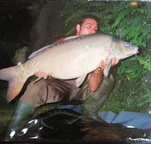 Mirror Carp
