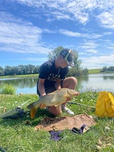 Common Carp