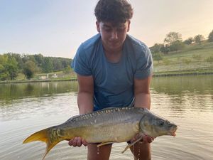 Common Carp