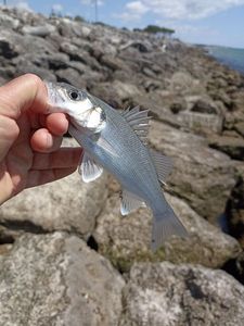 European Bass (Seabass)