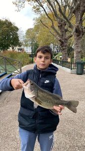 Largemouth Bass