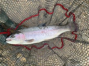 Rainbow Trout
