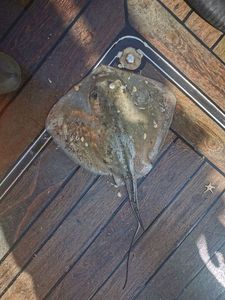 Common Stingray