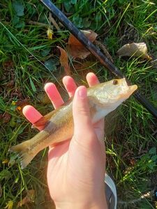 Largemouth Bass
