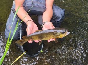 Brown Trout