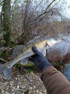 Zander