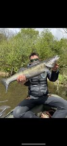 Zander
