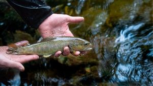 Brown Trout