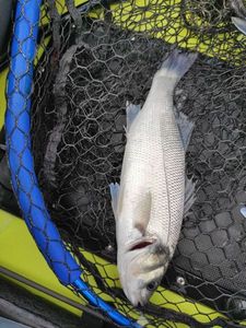 European Bass (Seabass)