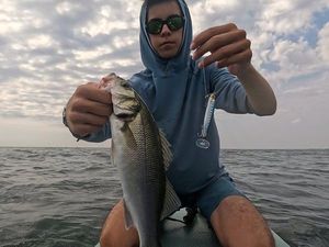 European Bass (Seabass)