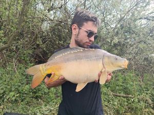 Mirror Carp