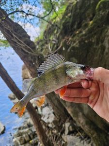 European Perch