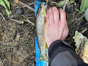 Brown Trout