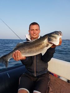 European Bass (Seabass)