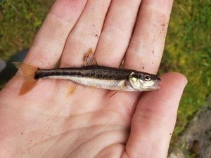 Common Minnow