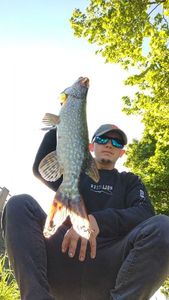 Northern Pike