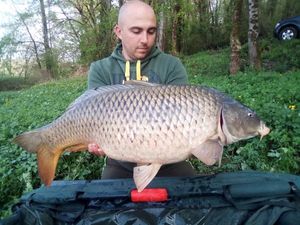 Common Carp