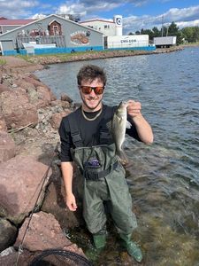 Striped bass