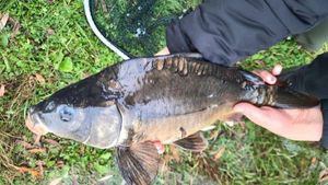 Leather Carp