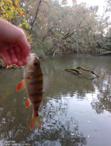 European Perch