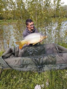 Common Carp