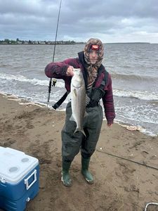 Striped bass