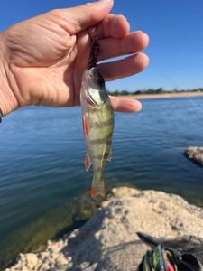 European Perch