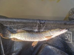 Northern Pike