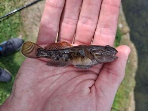 Round Goby