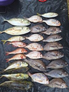 Carpenoire,doraderose,lotte,rouget,chimère,coryphene,caranque