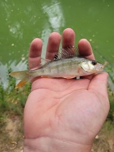 European Perch