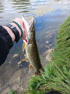 Northern Pike fångad av Boris Gerard