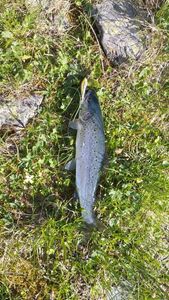 Brown Trout