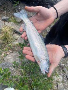 Cutthroat Trout