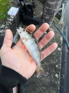 European Perch