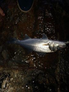 European Bass (Seabass)