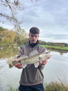 Zander