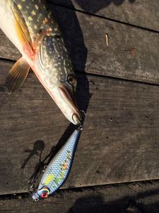Northern Pike